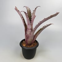 Hohenbergia 'Ouchi' (sp. Brazil)