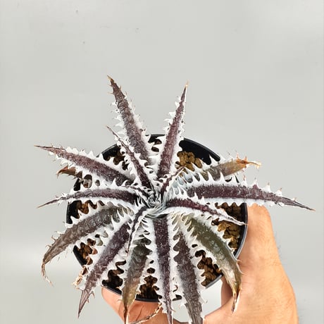 Dyckia Photon ((Sawfish x Zinfandel #8) x Heaven and Hell) (PSA01)