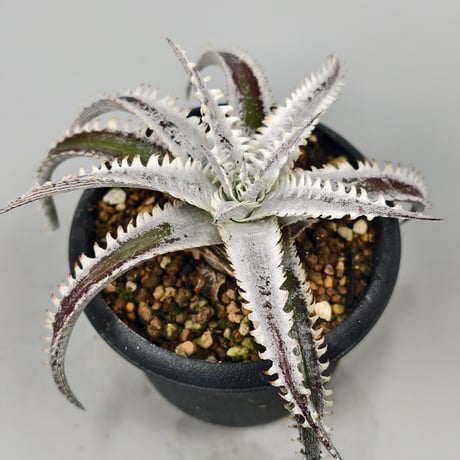 Dyckia 'Phanat Nikhom'