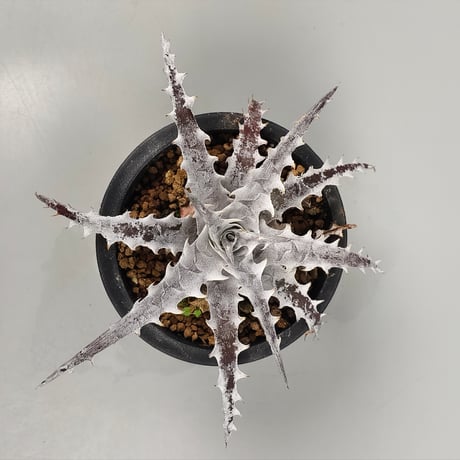 Dyckia OTTO-SL01