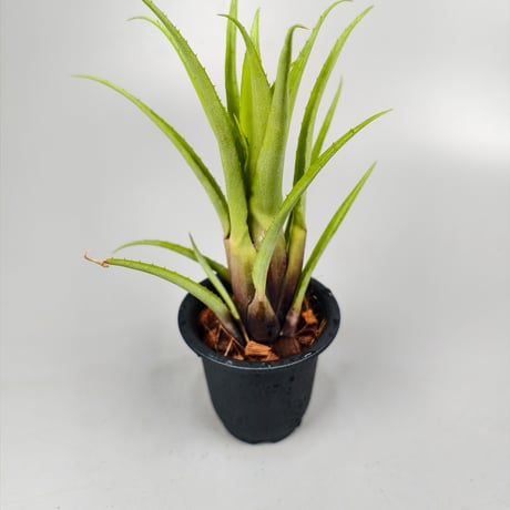 Aechmea recurvata var. recurvata