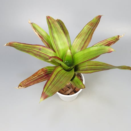 Neoregelia 'Amazing Grace' Bromeliad Cultivar Register (2897)