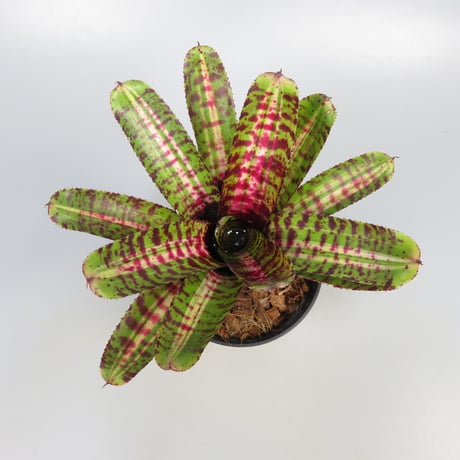 Neoregelia 'Whirlwind' Bromeliad Cultivar Register (11247)