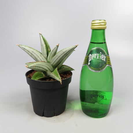 Sansevieria Ice Thorn from Yoky plant