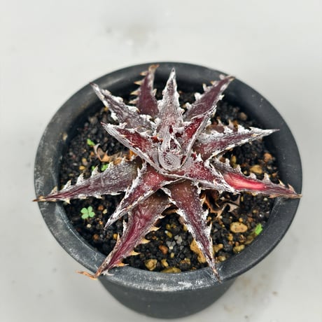 Dyckia 'Z'gok' x 'LittleWing'