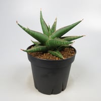 Sansevieria Plabu