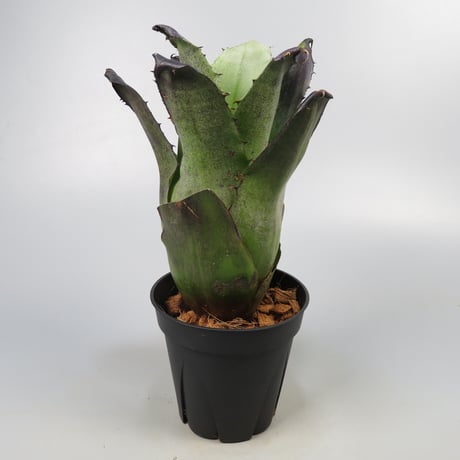 Hohenbergia leopoldo-horstii Black form