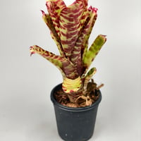 Neoregelia (lilliputiana x BAM) x (lilliputiana x punctatissima)