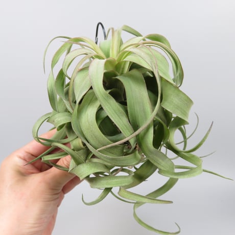Tillandsia 'Eric Knobloch'