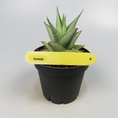 Sansevieria Tuxedo from Yoky plant
