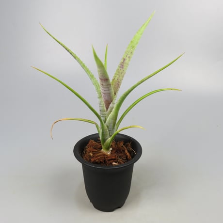Neoregelia pauciflora Scurfy clone (White form)