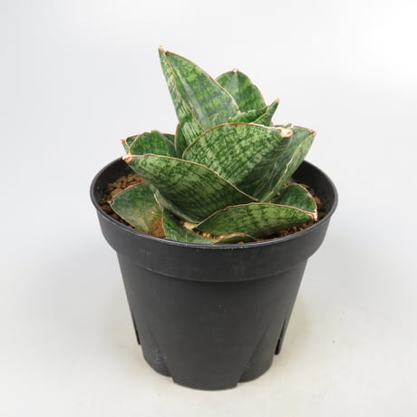Sansevieria Yokmorakot from Yoky plant
