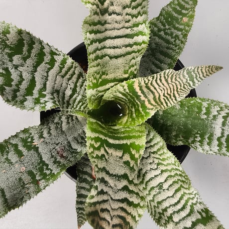 Cryptanthus 'Ocean Mist' Bromeliad Cultivar Register (1910)