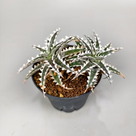 Dyckia Otto-ZL004 Otto Bromeliad Hybrid