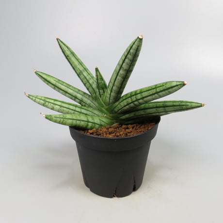 Sansevieria Fatman