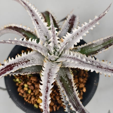 Dyckia 'Phanat Nikhom'