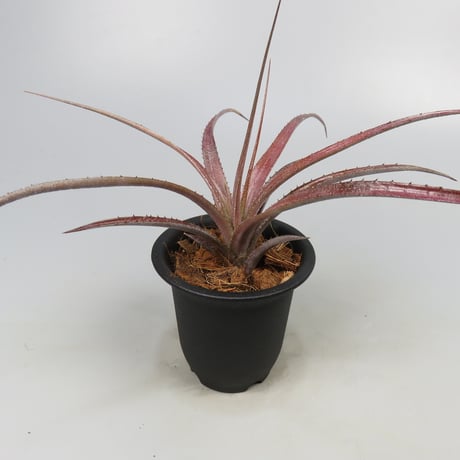 Aechmea recurvata f.rubra