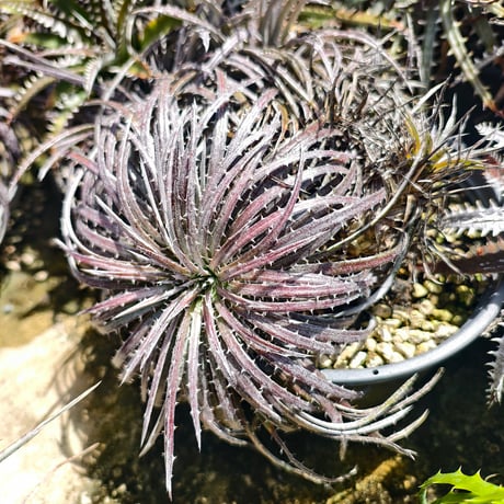 Dyckia choristaminea x Dakota ex Satith