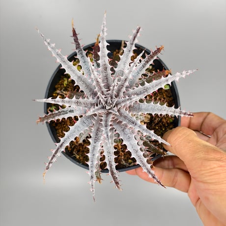 Dyckia 'Kali' (Warren × Mercury) Sueb Hybrid