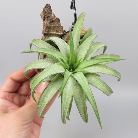 Tillandsia ionantha var. vanhyningii 'Green Dragon'