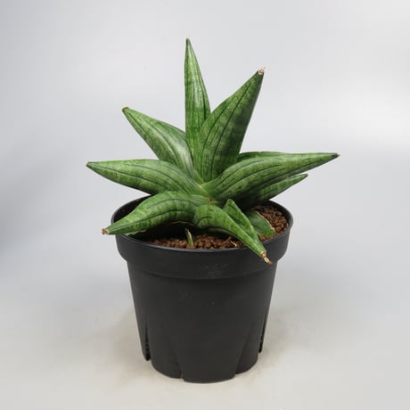 Sansevieria Taurus from Yoky plant