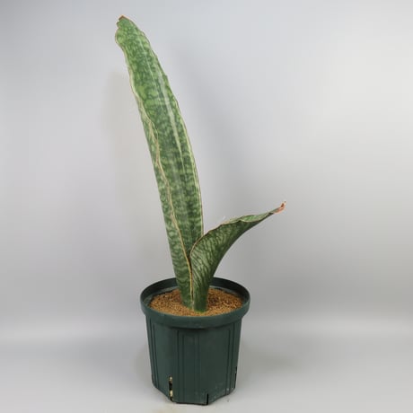 Sansevieria Silver Dragon