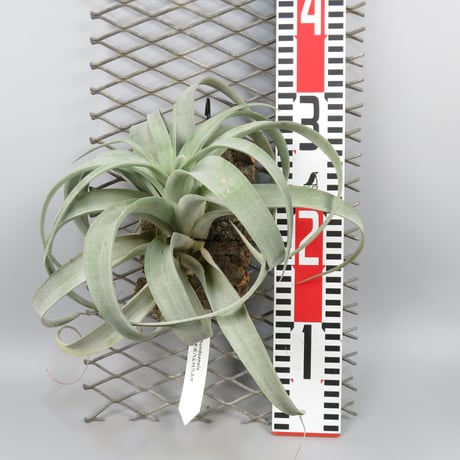 Tillandsia riohondoensis