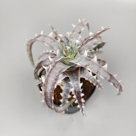 Dyckia Mahachai F2