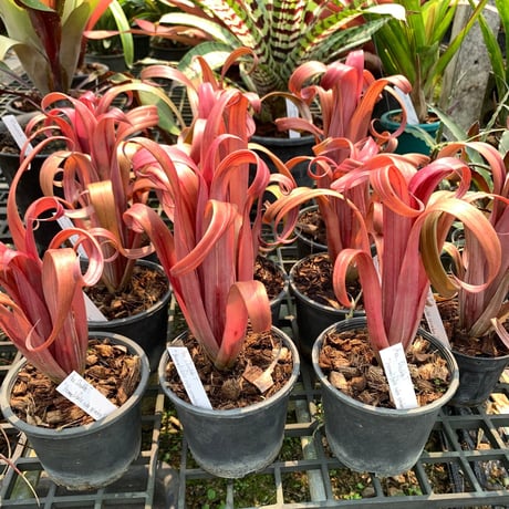 Aechmea bromeliifolia var. rubra spineless Seeding: Double T Nursery