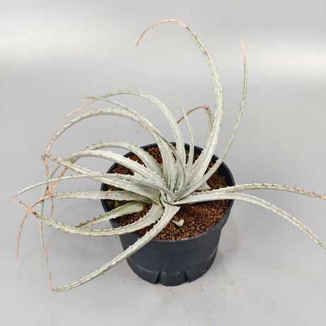 Hechtia sp. Barranca de Toliman ex Andy Siekkinen