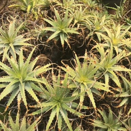 Deuterocohnia longipetala  lithospheric form DJC Southern Bolivia.