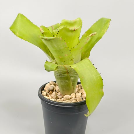 Billbergia horrida var. horrida