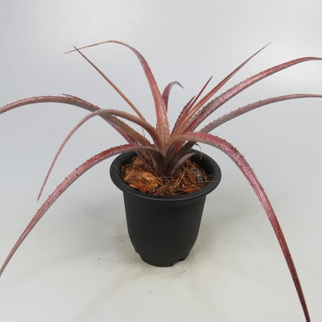 Aechmea recurvata f.rubra