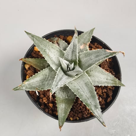 Dyckia Zebra Billbaker Hybrid
