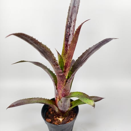 Hohenbergia vestita Darkness clone