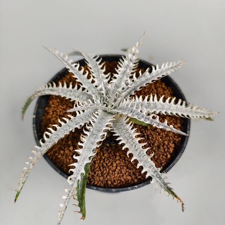 Dyckia ‘Trishūla’ Sueb Hybrid