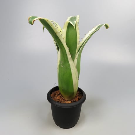 Hohenbergia 'Karla' (BCR11568) ex Hermann Prinsler