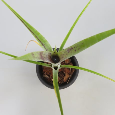 Neoregelia pauciflora Scurfy clone (White form)