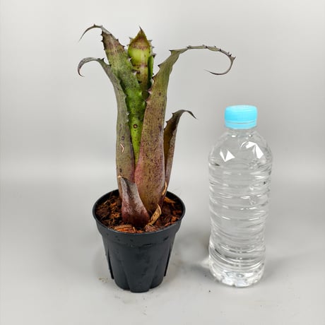 Hohenbergia sp.357