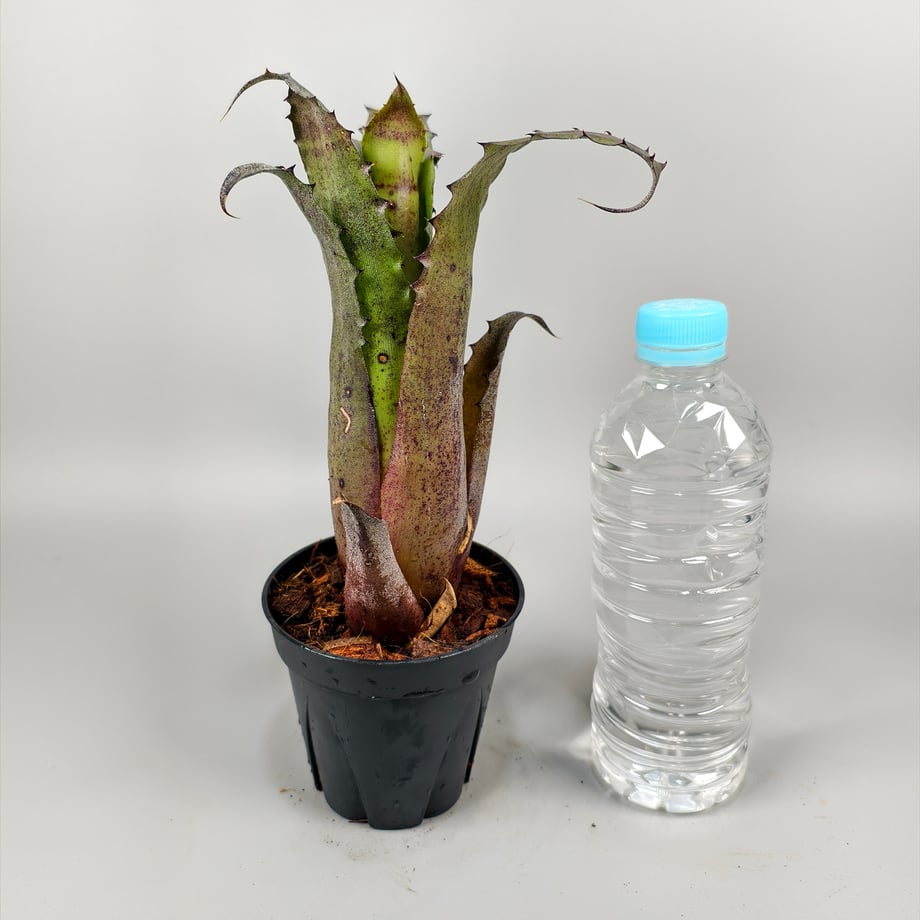 6adcd53923e8ac4363b851ec