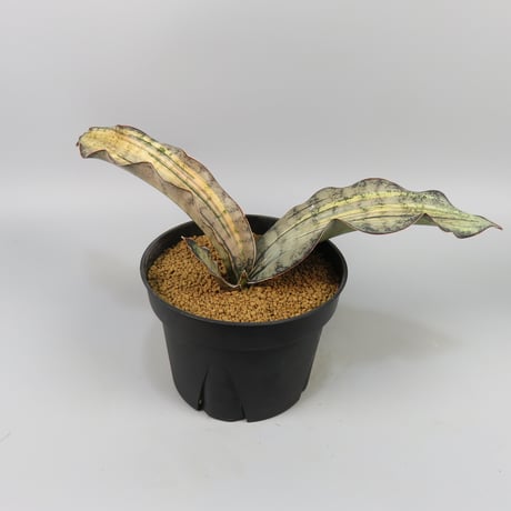Sansevieria kirkii var. pulchra 'Coppertone' Silver variegated.