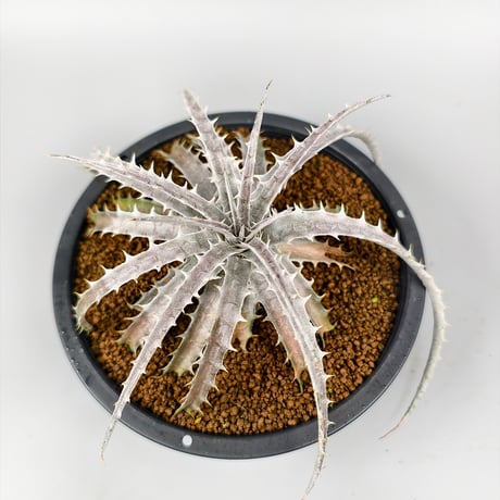 Encholirium diamantinum from seed Brazil