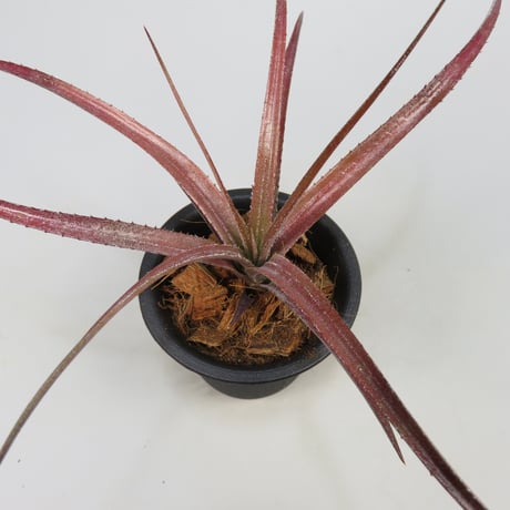 Aechmea recurvata f.rubra