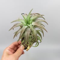 Tillandsia ionantha var. vanhyningii 'Red Dragon'