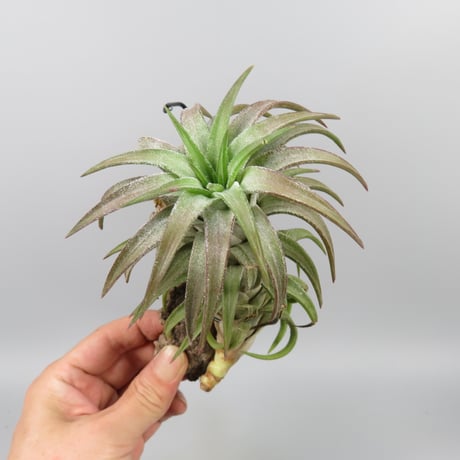 Tillandsia ionantha var. vanhyningii 'Red Dragon'