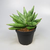 Sansevieria YaYa