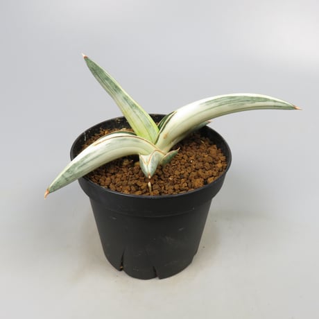 Sansevieria lavranos 1970 white variegated from Yoky plant