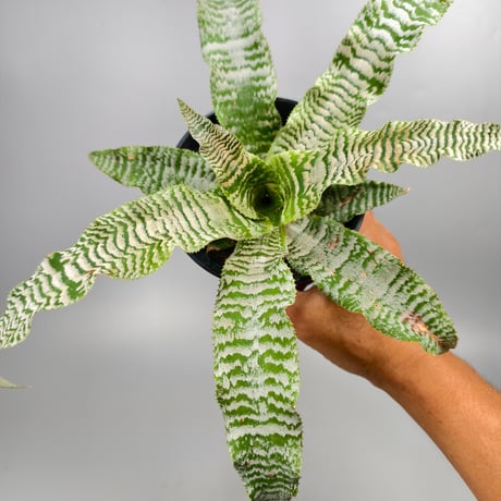Cryptanthus 'Ocean Mist' Bromeliad Cultivar Register (1910)