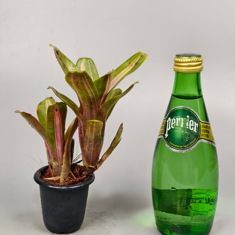 Neoregelia 'Kilihune'(Lisa Vinzant) Bromeliad Cultivar Register (12019)