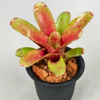 Neoregelia Wild Tiger x Chiquita Linda